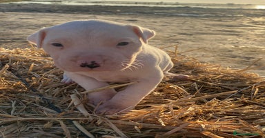 Dogo Argentino perros cachorros de Dogo Argentino un espectaculo - Anuncio 2