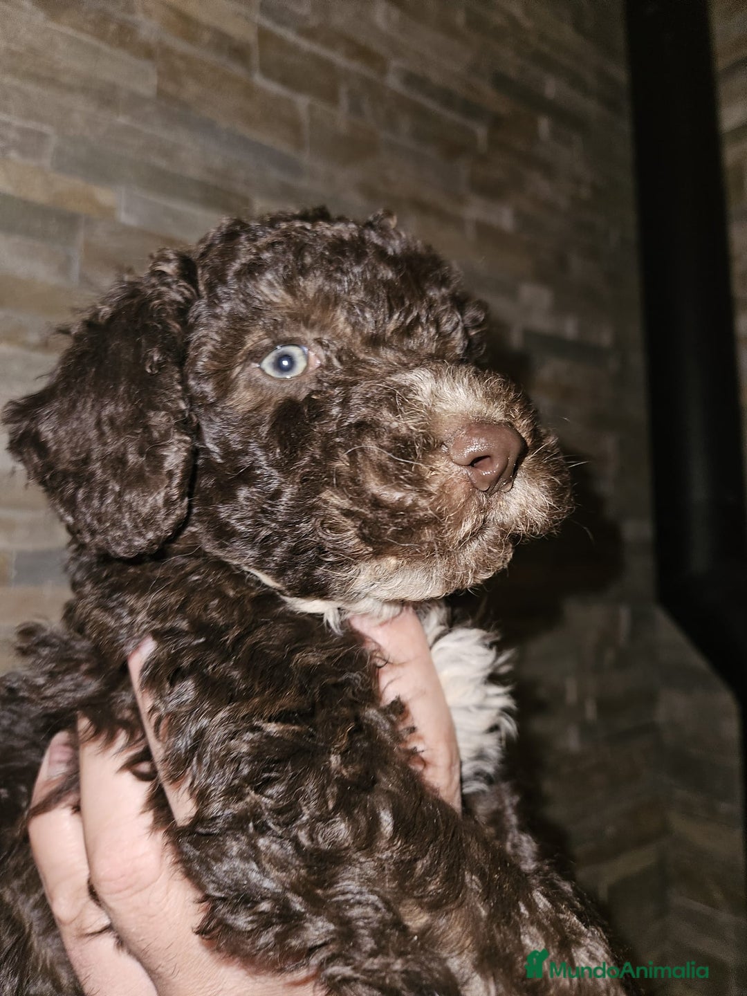 Perro de Agua Español perros en venta: Cachorros perros de agua - Imagen 4