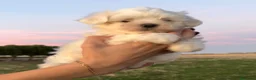 Bichón Maltés perros en venta: CACHORRITOS BICHON MALTÉS  - Anuncio 3
