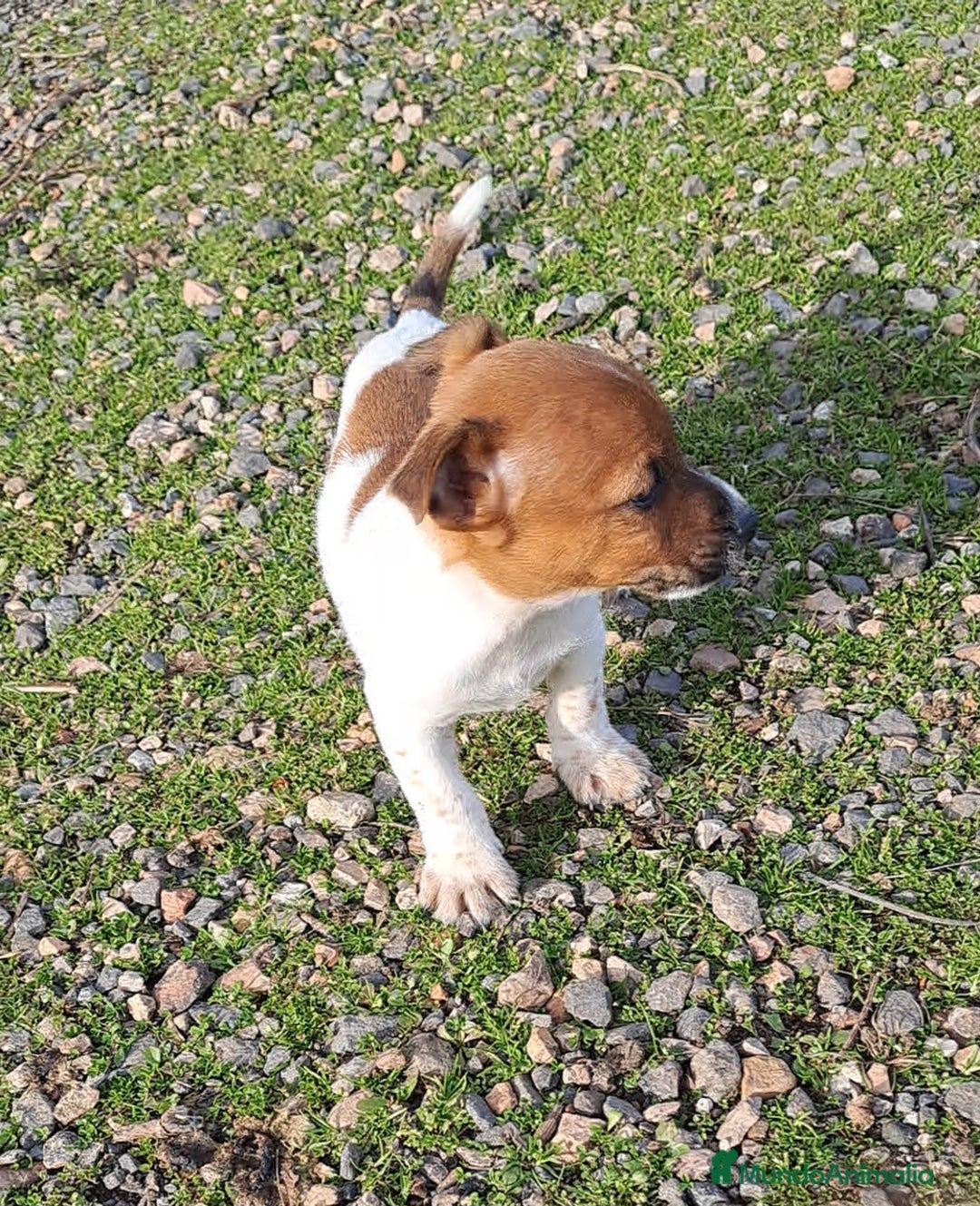 Jack Russell Terrier perros en venta: Jack russell  - Anuncio 4