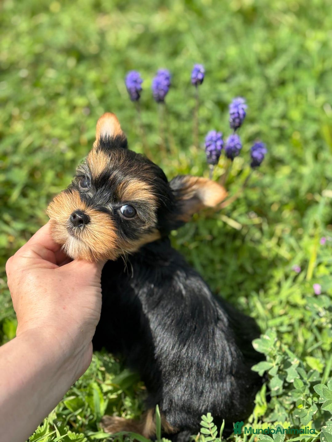 Yorkshire Terrier perros en venta: Yorkshire macho disponible  - Imagen 5