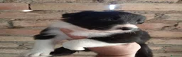 Border Collie perros en venta: Bordes collie  - Anuncio 7