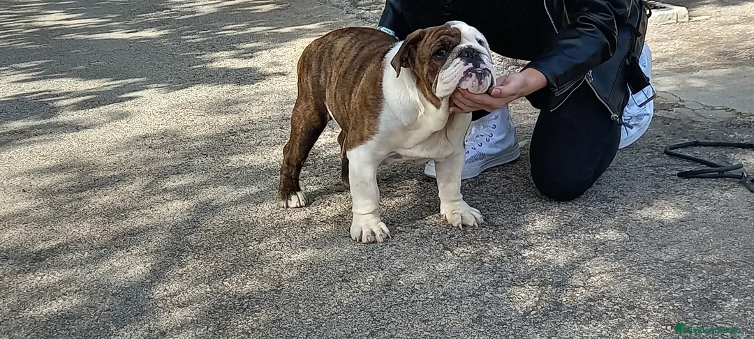 Imagen de galería {{count}}