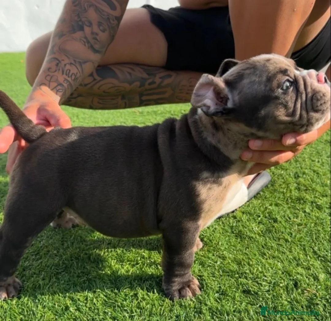 American Bully perros en venta: American bully micro - Anuncio 4
