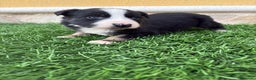 Border Collie perros en venta: Hembra de Border Collie preciosa  - Anuncio 8