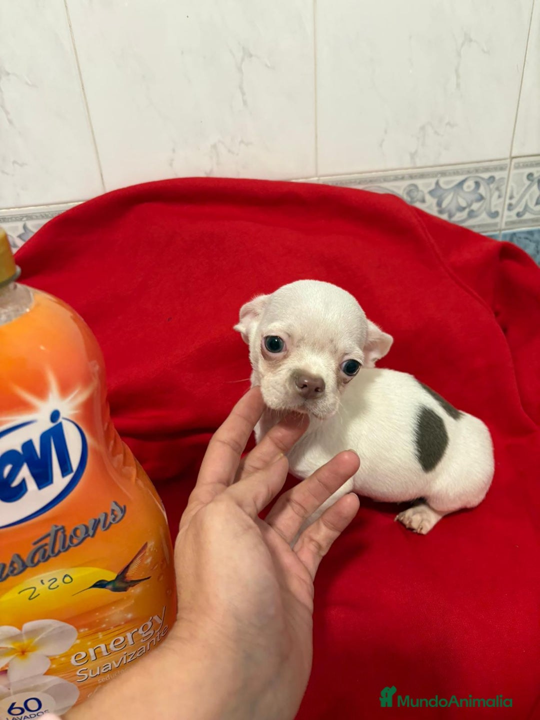 Chihuahua perros en venta: Chihuahua toy blanco - Anuncio 5