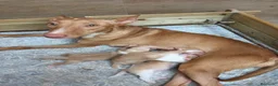 Podenco Andaluz perros en venta: Podenco andaluz ADOPCIÓN  - Anuncio 1