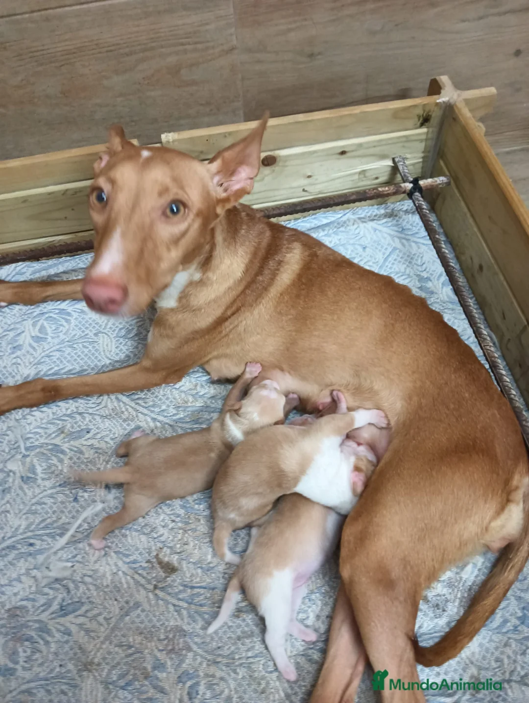 Podenco Andaluz perros en venta: Podenco andaluz ADOPCIÓN  - Anuncio 1
