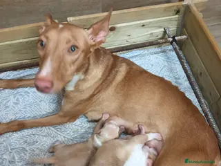 Podenco Andaluz perros Podenco andaluz - Anuncio 8