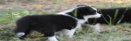 Border Collie perros en venta: Cachorros de Border Collie disponibles - Anuncio 13