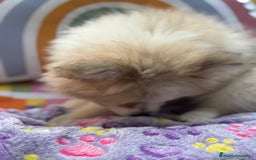 Pomerania perros en venta: Preciosa pomerania hembra - Imagen 8