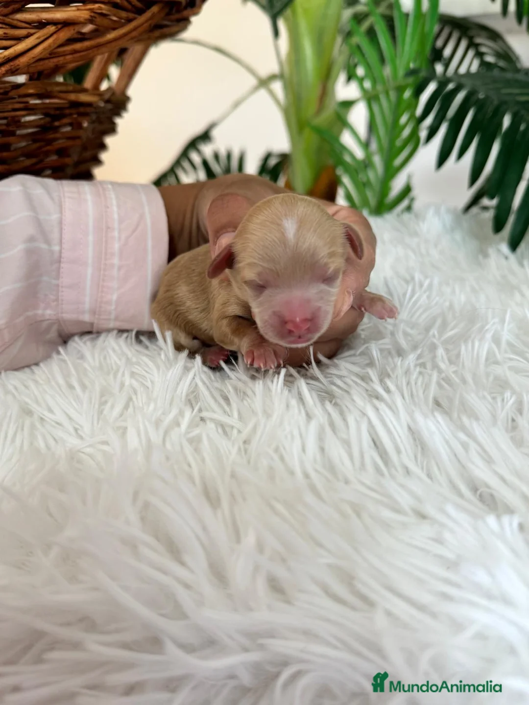 Maltipoo perros en venta: MALTIPOO MACHO - Anuncio 10