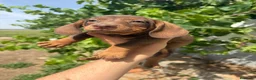 Teckel Miniatura perros en venta: Teckel chocolate - Anuncio 2
