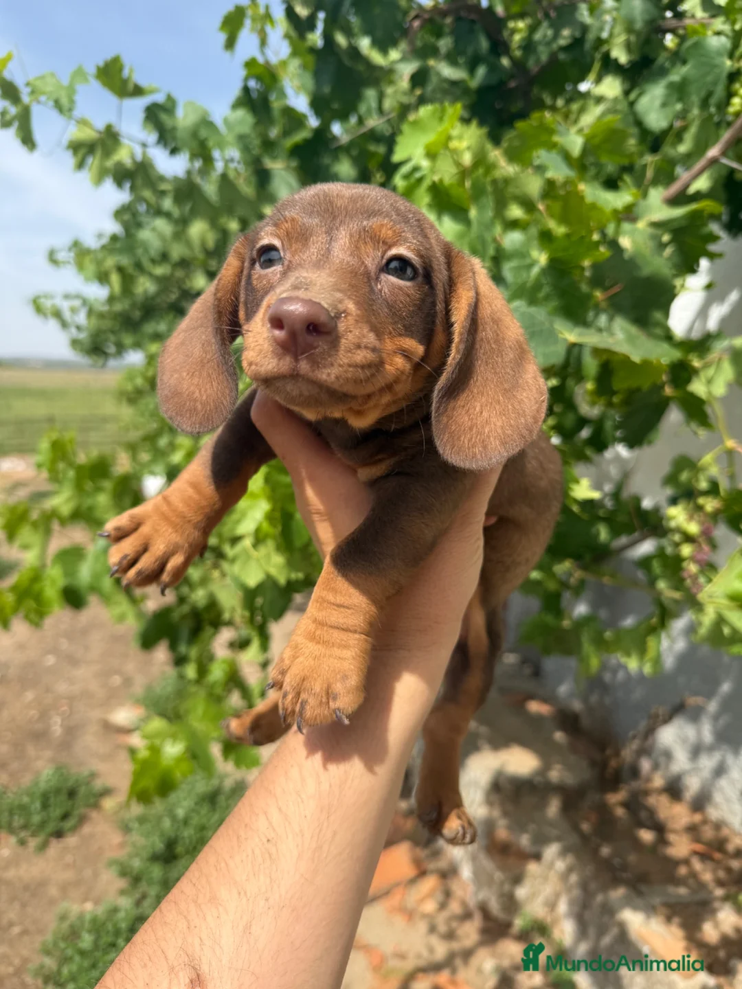 Teckel Miniatura perros en venta: Teckel chocolate - Anuncio 2