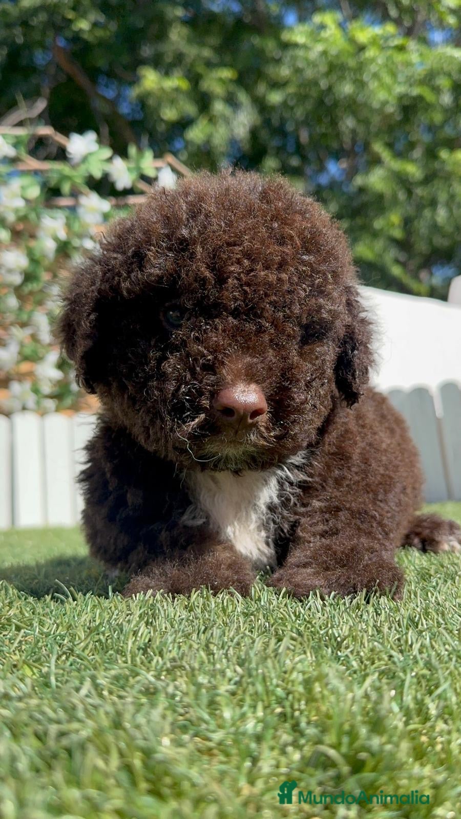Perro de Agua Español perros en venta: PERRO DE AGUA ESPAÑOL - Anuncio 4