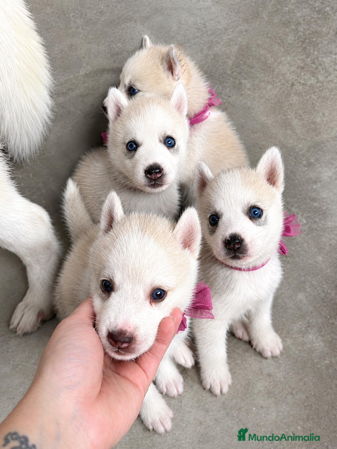 Husky Siberiano perros HUSKY SIBERIANO  - Anuncio 1