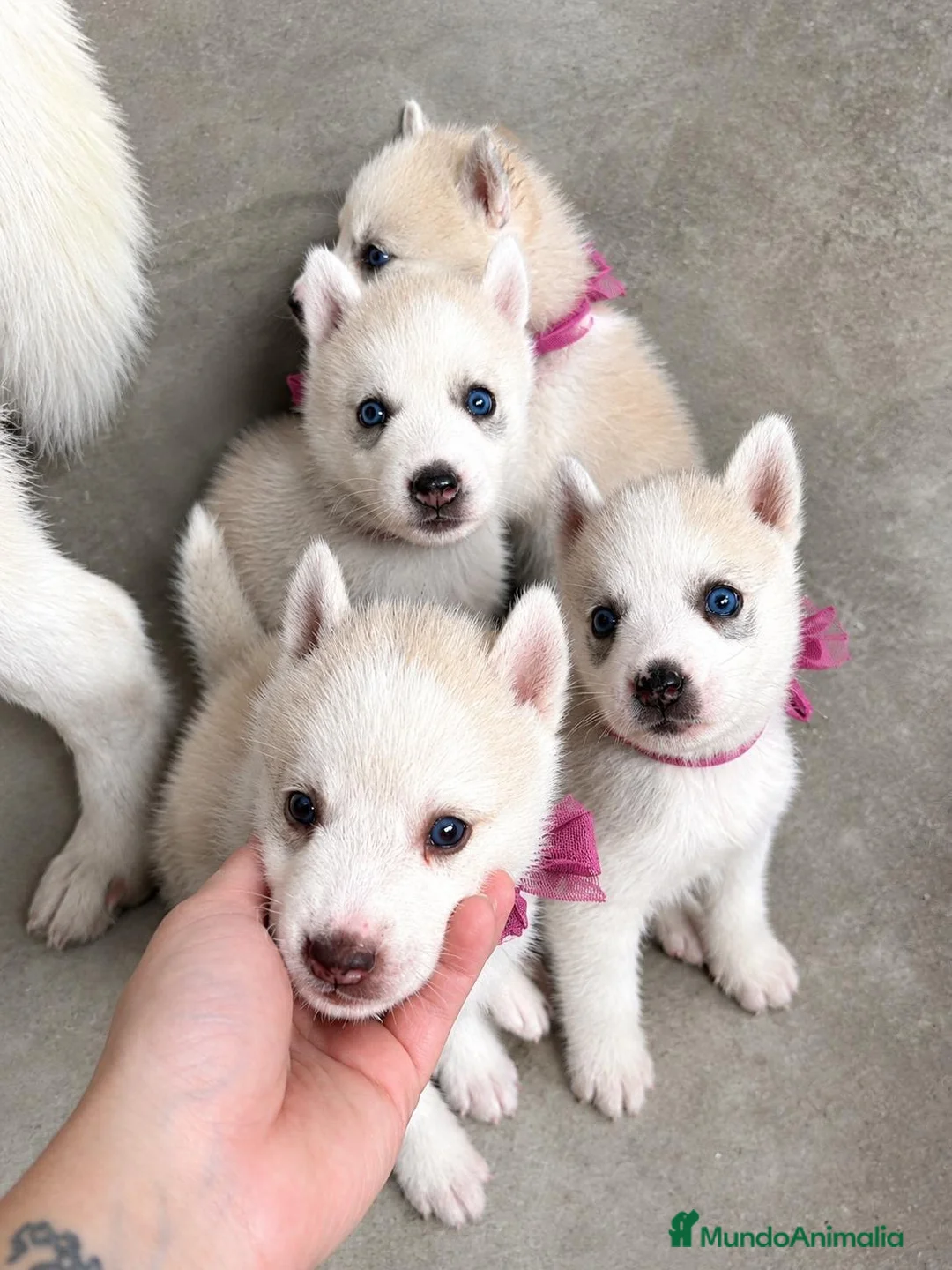 Husky Siberiano perros en venta: HUSKY SIBERIANO  - Anuncio 1