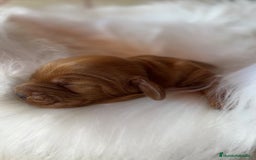 Cocker Spaniel Inglés perros en venta: Cocker dorado macho  - Imagen 3