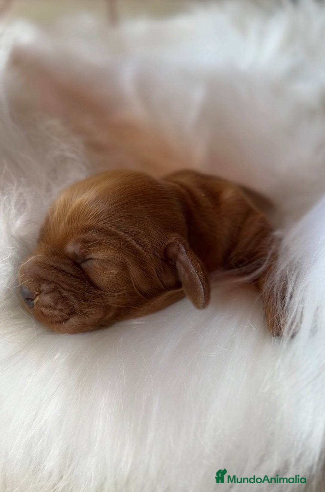 Cocker Spaniel Inglés perros en venta: Cocker dorado macho  - Imagen 3