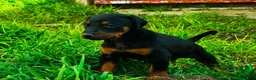 Dobermann perros en venta: Se venden doberman. - Anuncio 4