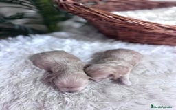 Maltipoo perros en venta: MALTIPOO - Anuncio 11