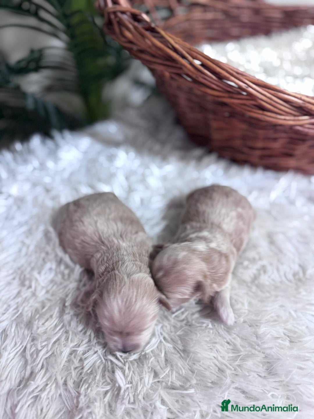 Maltipoo perros en venta: MALTIPOO - Anuncio 11