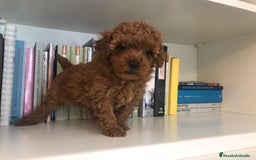 Caniche Toy perros en venta: caniche toy rojo - Imagen 4