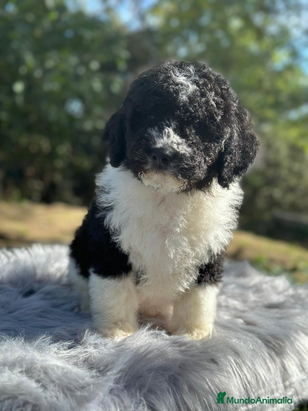 Perro de Agua Español perros en venta: Perro de agua  - Imagen 3