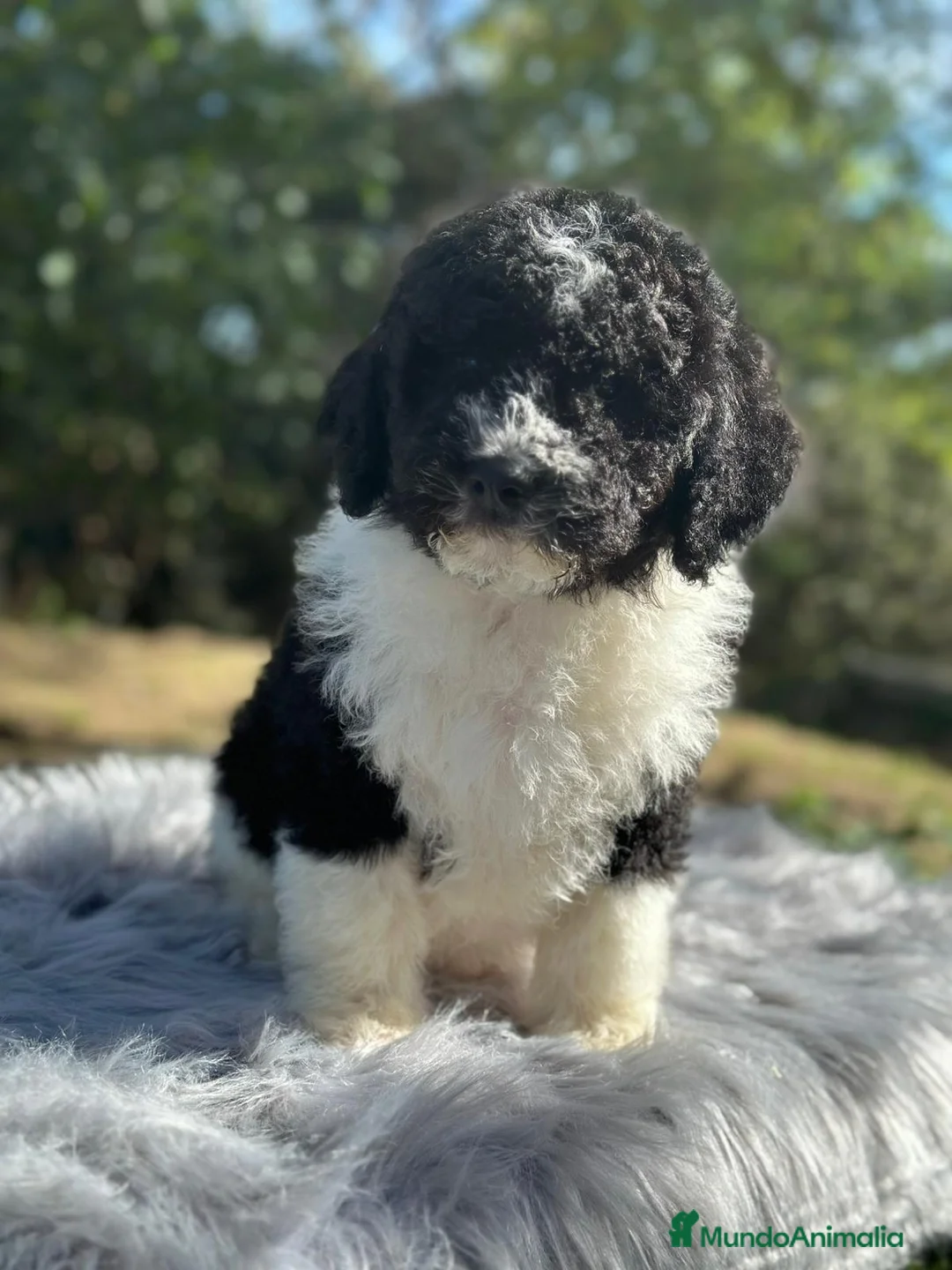 Perro de Agua Español perros en venta: Perro de agua  - Anuncio 3