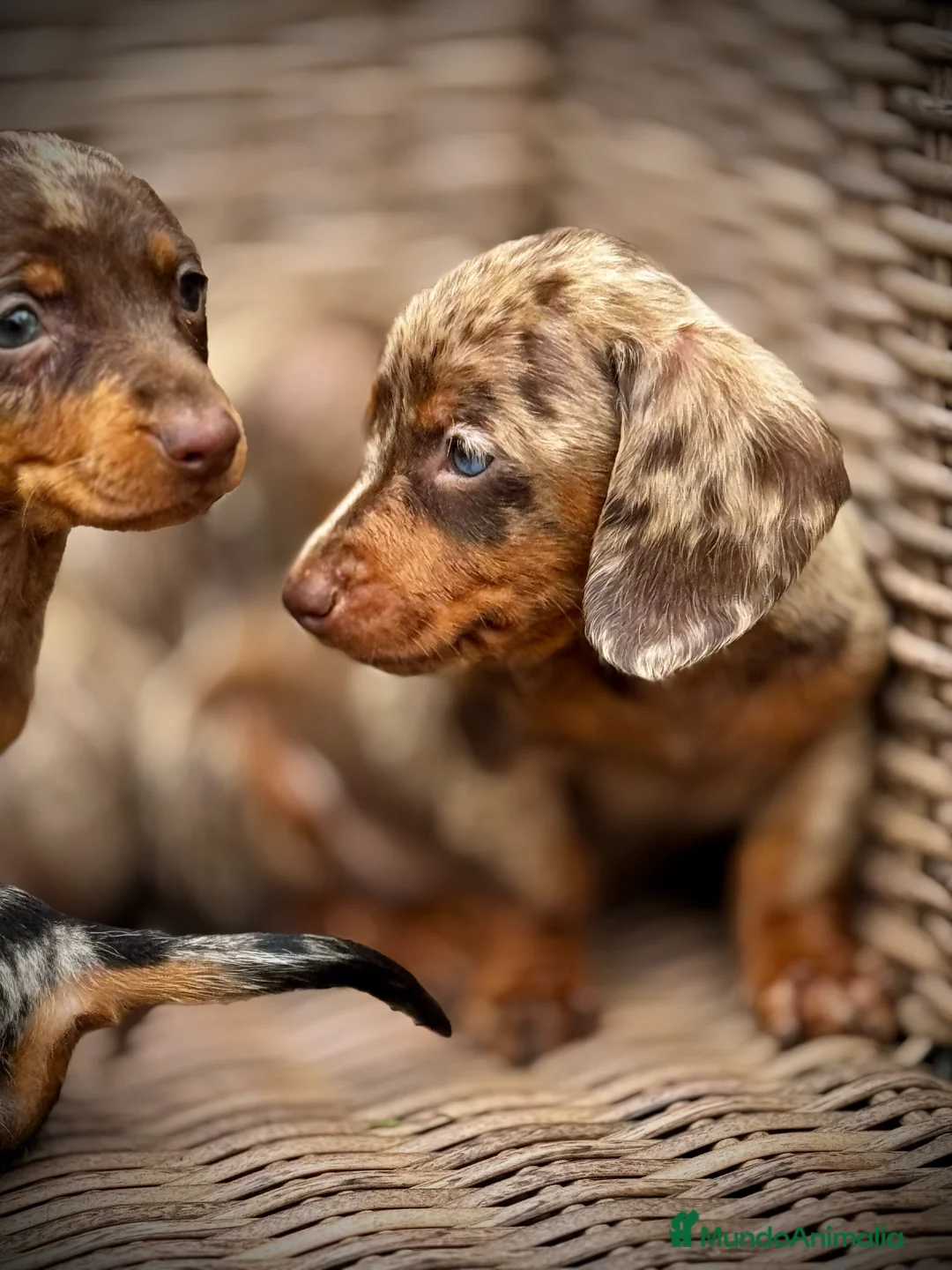 Teckel Miniatura perros en venta: Teckel mini - Anuncio 5