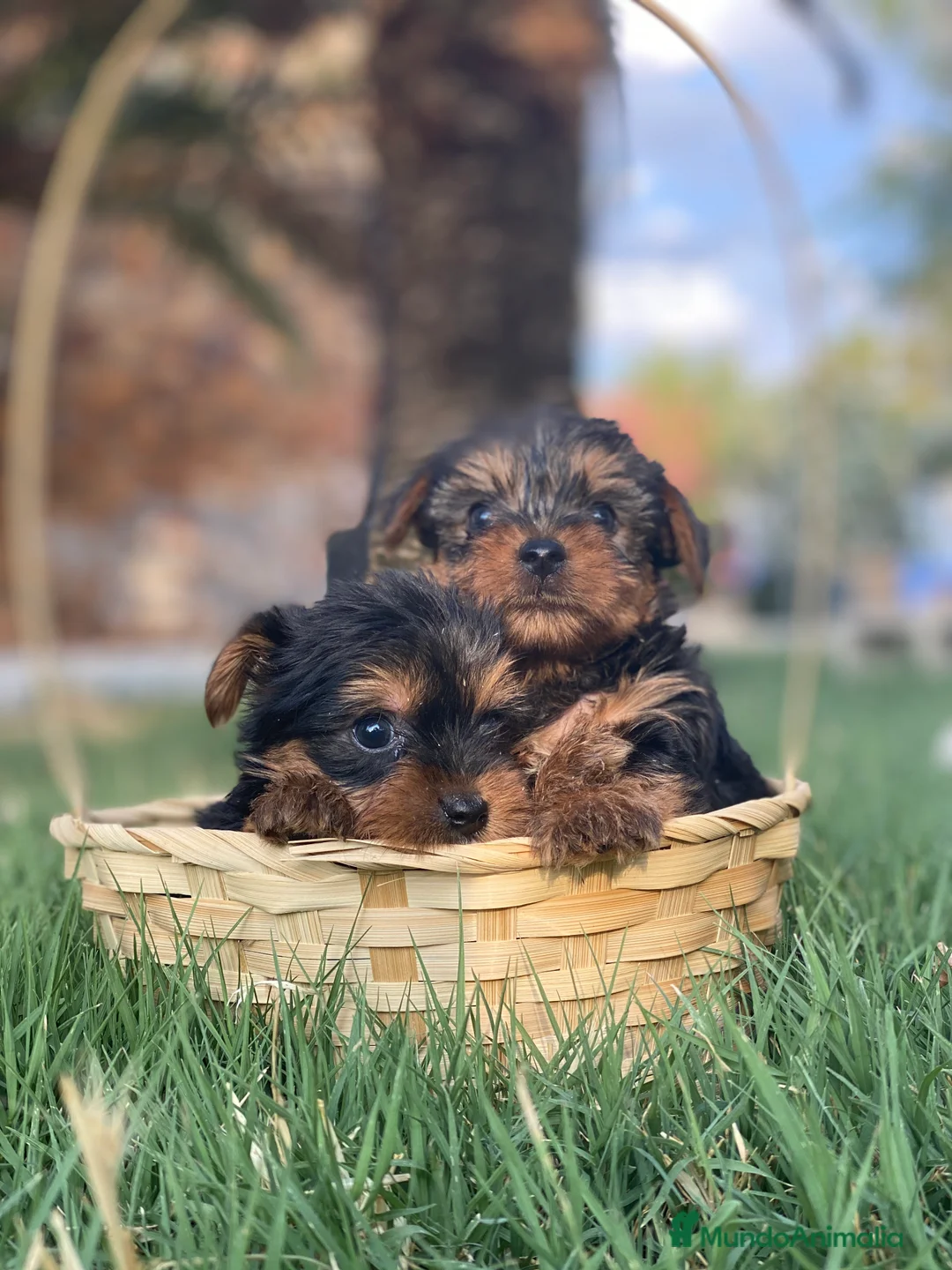Yorkshire Terrier perros en venta: Yorkshire miniatura !  - Anuncio 1