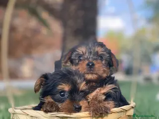 Yorkshire Terrier perros Yorkshire miniatura ! - Anuncio 2