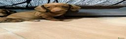Teckel Miniatura perros en venta: Disponible Teckels miniatura de excelente calidad  - Anuncio 20