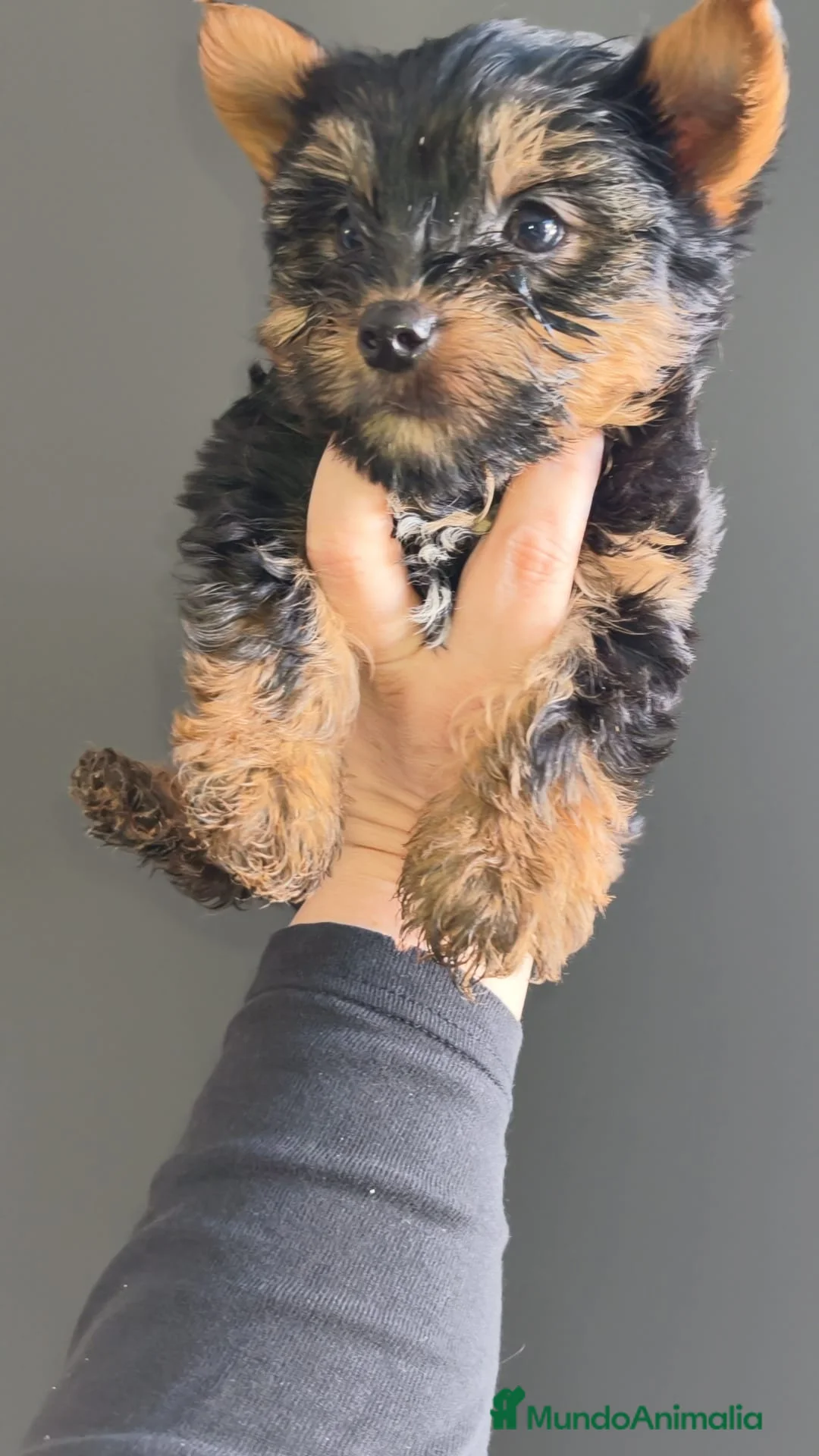 Yorkshire Terrier perros en venta: Yorkshire mini - Anuncio 3