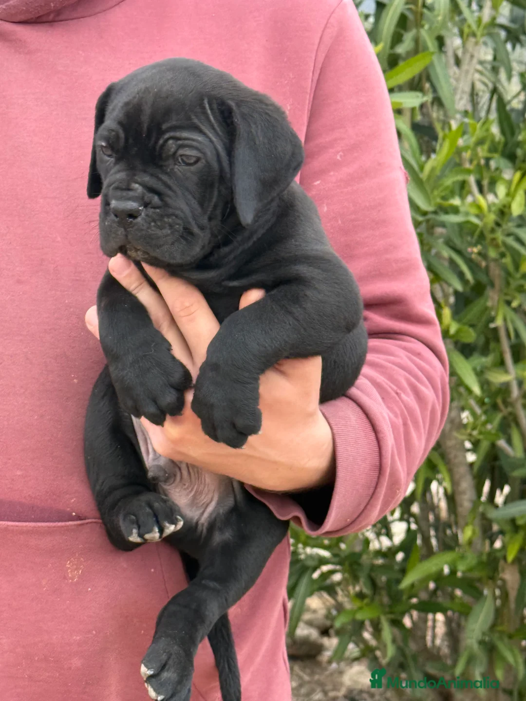 Cane Corso perros en venta: Cachorros de cane corso - Anuncio 2