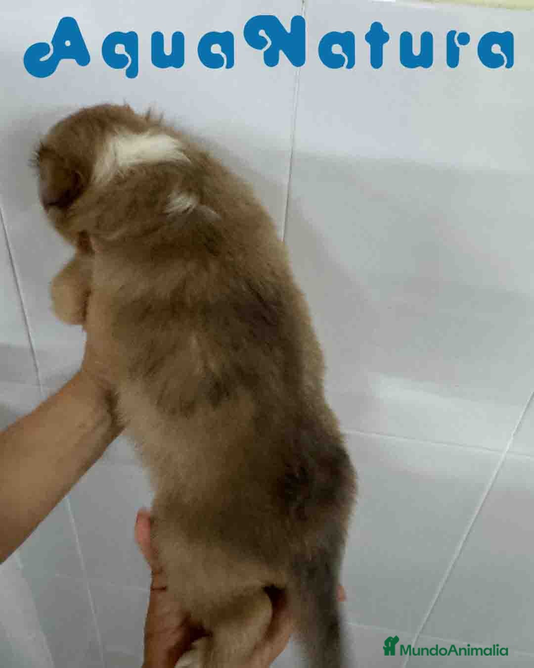 Perro Pastor de las Shetland perros en venta: Pastor de Shetland Macho 3 de Nana AQUANATURA - Anuncio 4