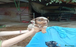 Teckel perros en venta: Teckel mini - Imagen 5