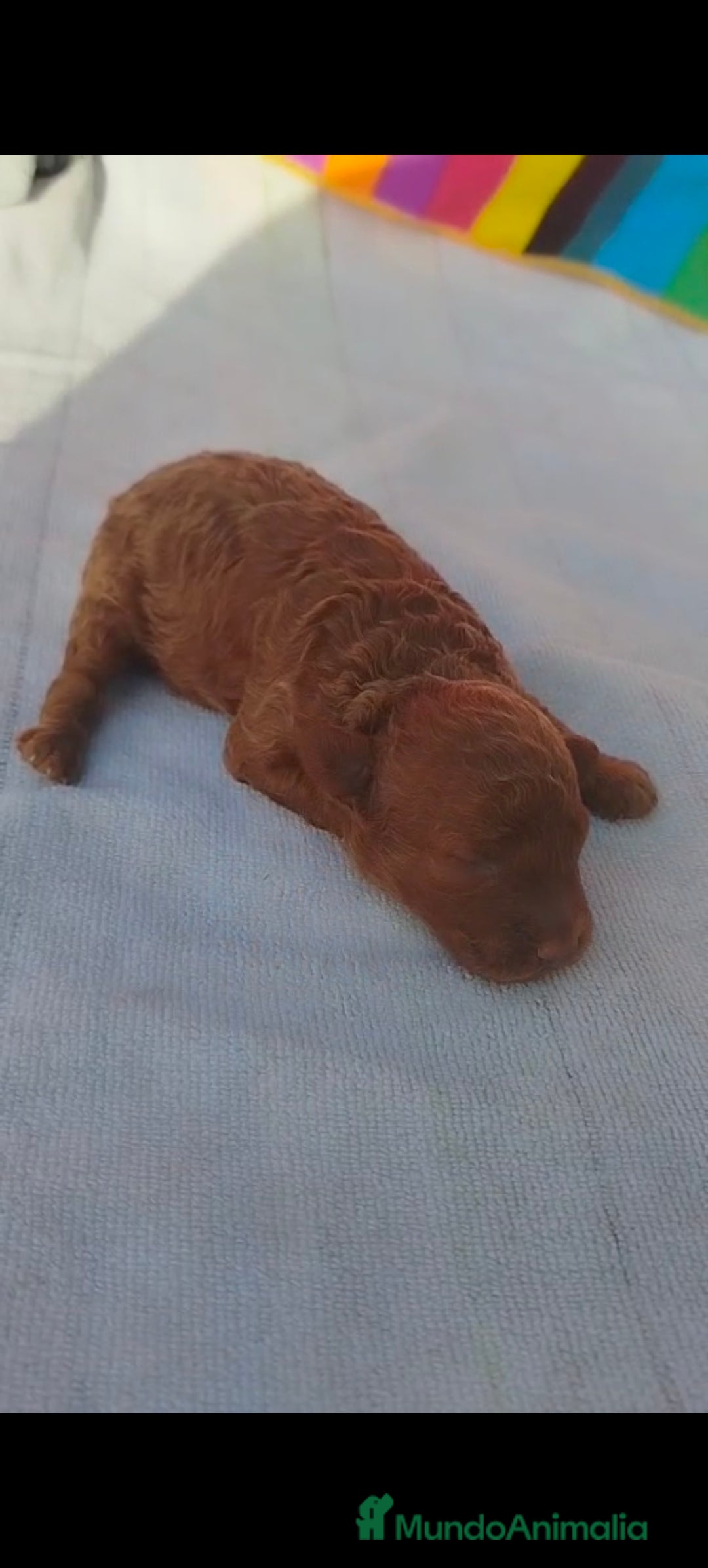 Caniche Toy perros en venta: Macho caniche toys  - Imagen 1