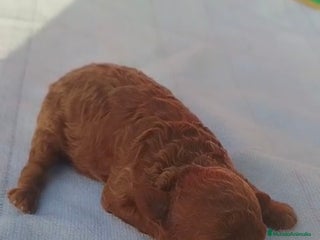 Caniche Toy perros - Anuncio 22