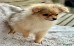 Pomerania perros en venta: POMERANIA TOY ECONÓMICO  - Anuncio 1