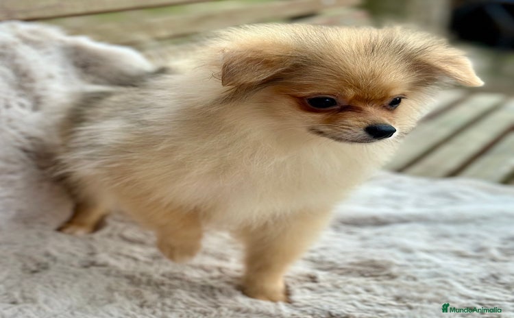 Pomerania perros POMERANIA TOY ECONÓMICO  - Anuncio 1