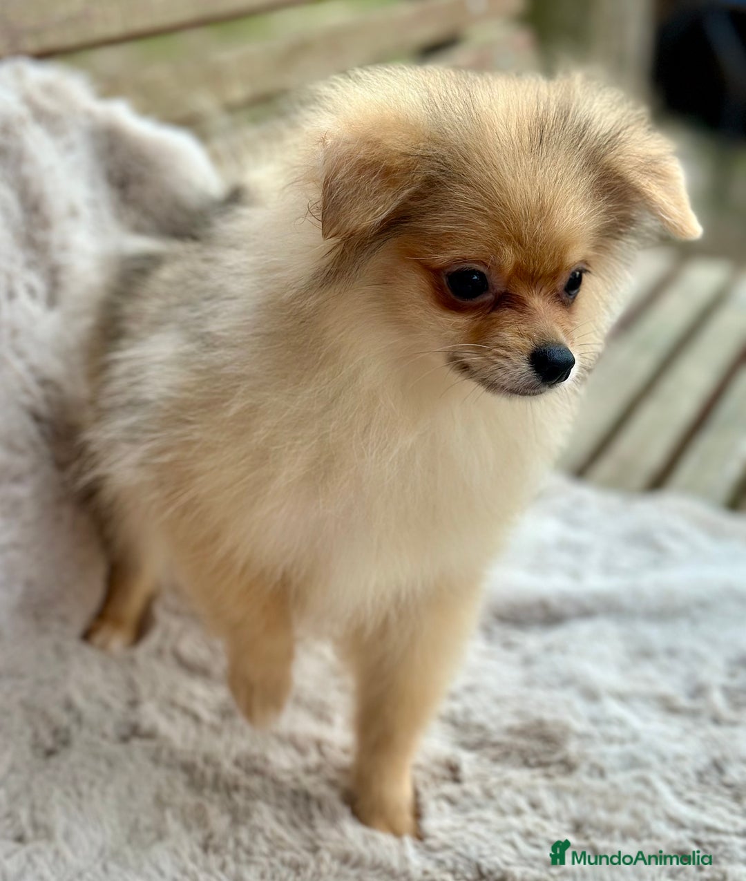 Pomerania perros en venta: POMERANIA TOY ECONÓMICO  - Anuncio 1