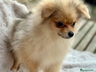 Pomerania perros POMERANIA TOY ECONÓMICO - Anuncio 2