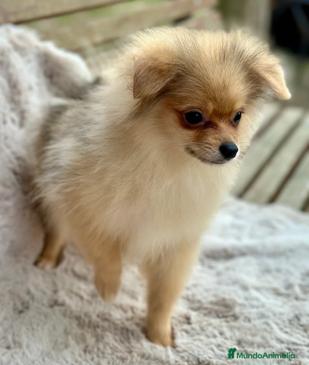 Pomerania perros en venta: POMERANIA TOY ECONÓMICO  - Anuncio 1
