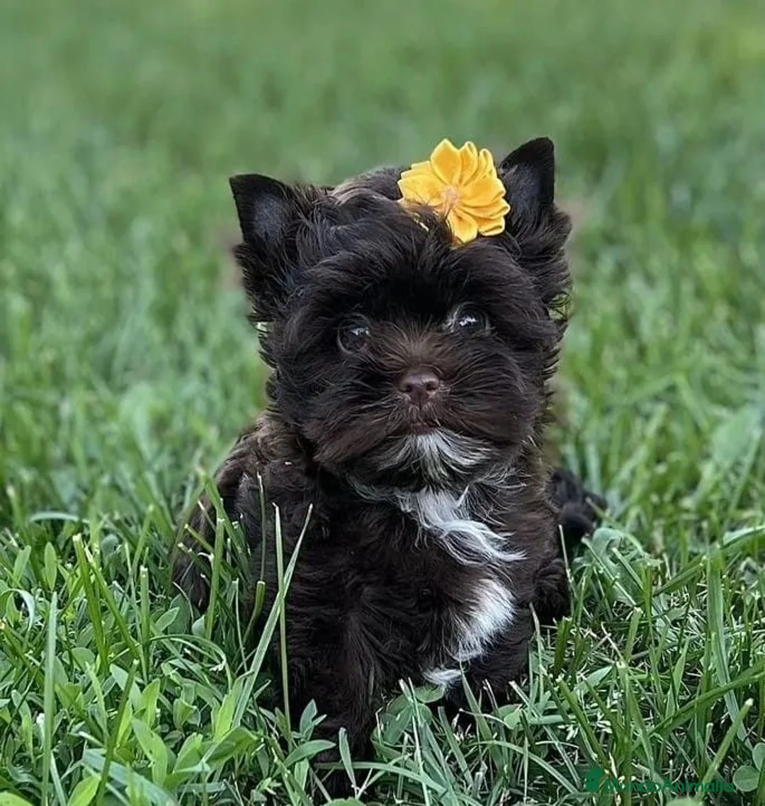 Yorkshire Terrier perros en venta: Espectacular hembra yorkshire toy en Castellón - Anuncio 1