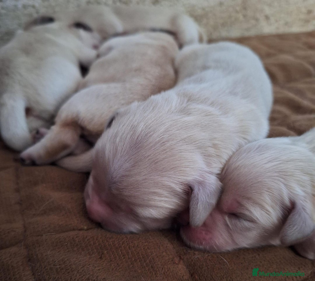 Golden Retriever perros en venta:  GOLDEN RETRIEVER ( 621123874 ) - Imagen 3