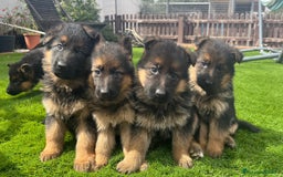 Pastor Alemán perros en venta: Cachorros de primera con toda la documentación  - Imagen 5
