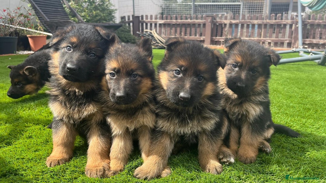 Pastor Alemán perros en venta: Cachorros de primera con toda la documentación  - Imagen 5