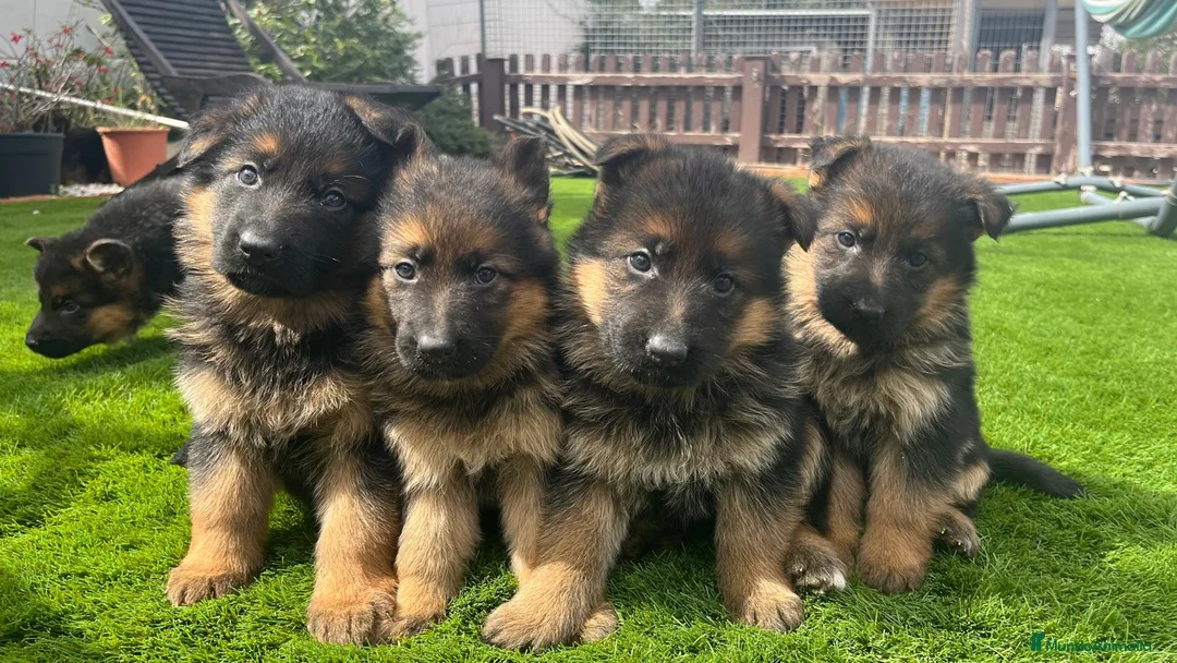 Pastor Alemán perros en venta: Cachorros de primera con toda la documentación  - Anuncio 5