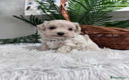 Maltipoo perros en venta: MALTIPOO MACHO - Anuncio 11